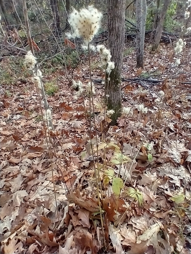 Anemone virginiana (tall thimbleweed) (alternate view 9)