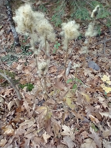 Anemone virginiana (tall thimbleweed) (alternate view 10)