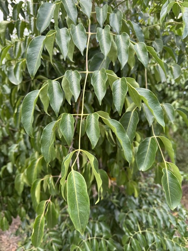 Polyscias elegans (celery wood) (alternate view 2)