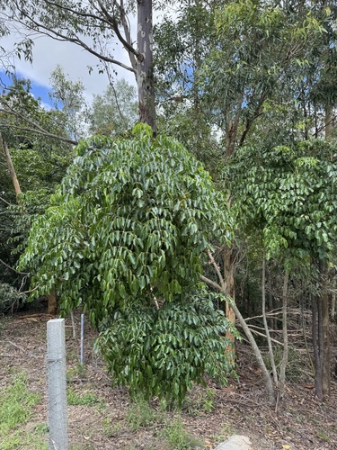 Polyscias elegans (celery wood) (alternate view 4)