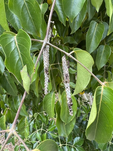 Polyscias elegans (celery wood) (alternate view 3)