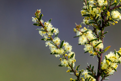 Acacia genistifolia (Spreading Wattle) (alternate view 9)