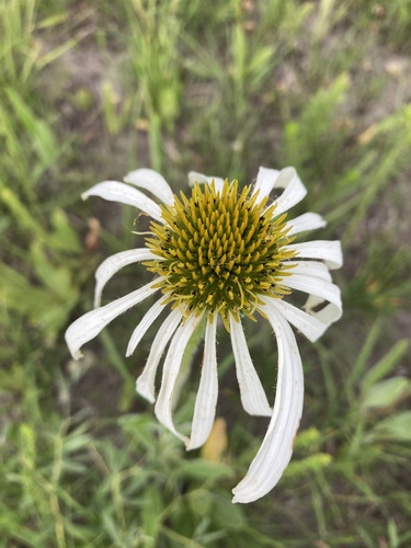Echinacea simulata (Wavy-Leaved Purple Coneflower)