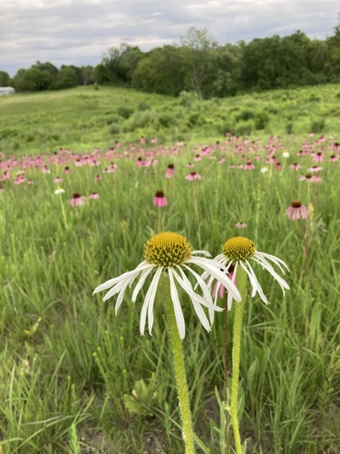 Echinacea simulata (Wavy-Leaved Purple Coneflower)