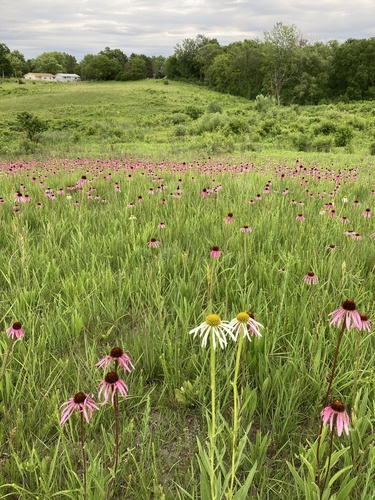Echinacea simulata (Wavy-Leaved Purple Coneflower)