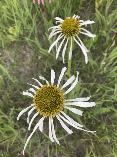 Echinacea simulata (Wavy-Leaved Purple Coneflower)