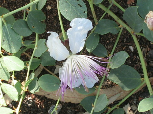 Capparis (Caperbushes) (alternate view 8)