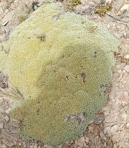 Acaena (Bidibid) (alternate view 5)