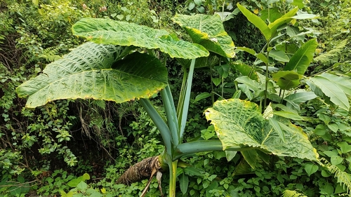 Xanthosoma (alternate view 4)