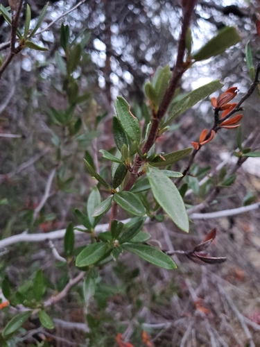 Cercocarpus ledifolius (Mountain Mahogany) (alternate view 3)