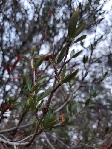 Cercocarpus ledifolius (Mountain Mahogany) (alternate view 4)
