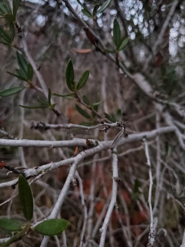 Cercocarpus ledifolius (Mountain Mahogany) (alternate view 5)