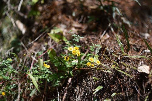 Chrysanthemum (chrysanthemums) (alternate view 2)