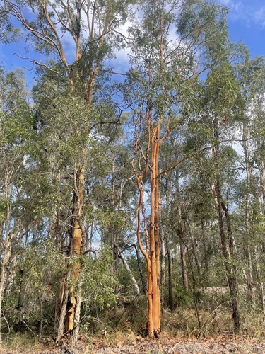 Angophora leiocarpa (Smooth-barked Apple)