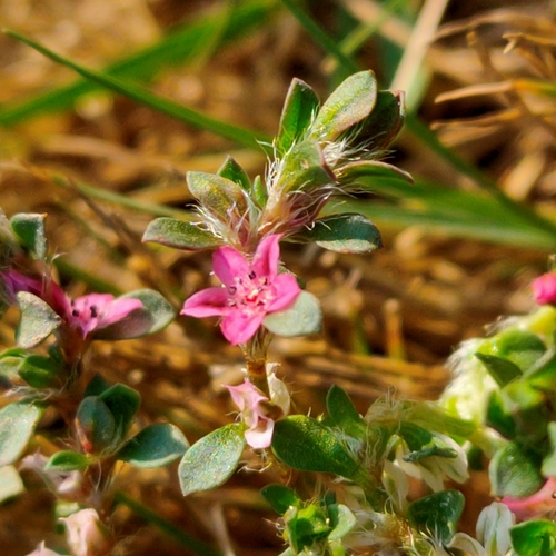 Polygonum (knotweeds) (alternate view 3)