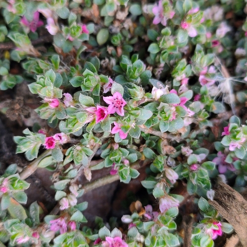 Polygonum (knotweeds) (alternate view 4)