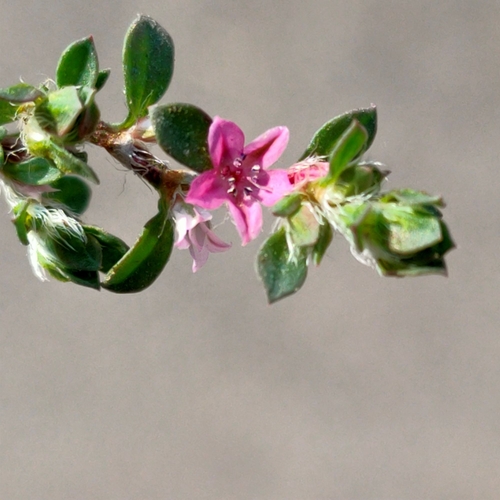 Polygonum (knotweeds) (alternate view 5)