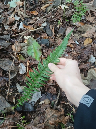 Phegopteris decursive-pinnata (Japanese Beech Fern)