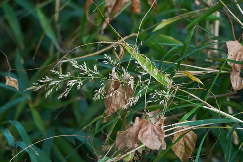 Calamagrostis brachytricha (Korean Feather Reed Grass)