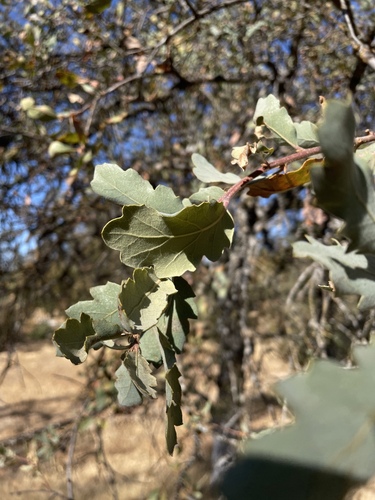 Quercus × eplingii (Epling's Oak) (alternate view 4)