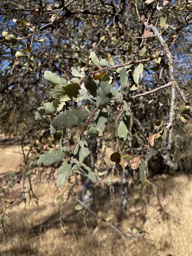 Quercus × eplingii (Epling's Oak) (alternate view 5)