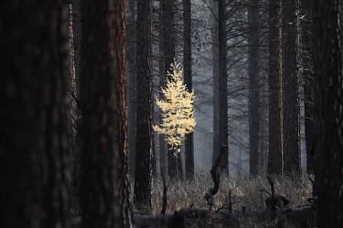 Larix occidentalis (Western Larch)