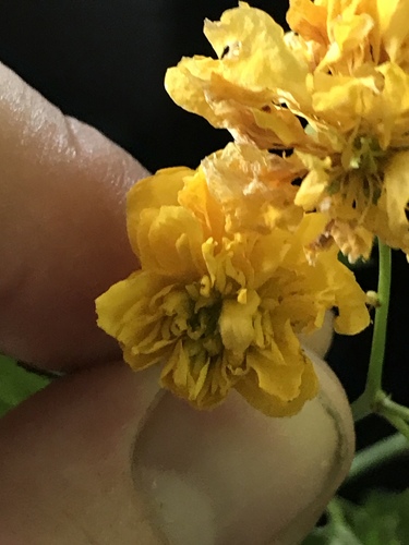 Kerria japonica (Japanese kerria) (alternate view 3)