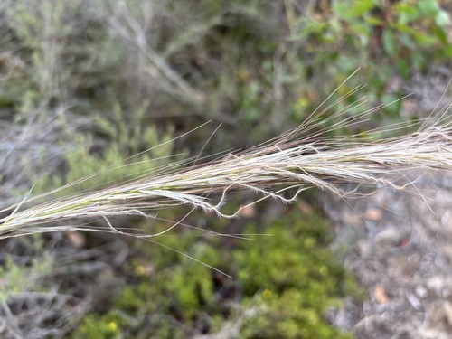 Austrostipa mollis (soft speargrass)