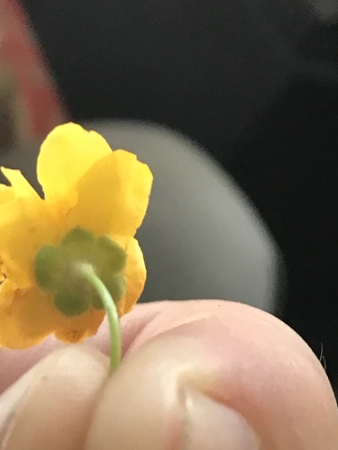 Kerria japonica (Japanese kerria) (alternate view 4)