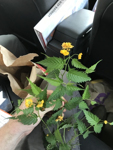Kerria japonica (Japanese kerria) (alternate view 2)