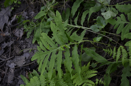 Onoclea sensibilis (sensitive fern)