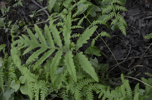 Onoclea sensibilis (sensitive fern)