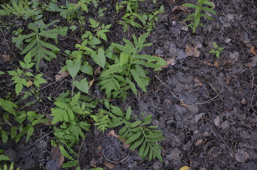 Onoclea sensibilis (sensitive fern)