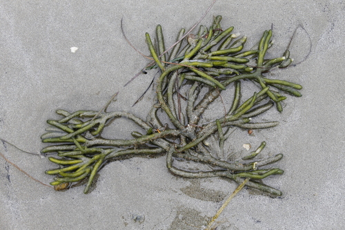 Codium fragile (Dead Man's Fingers) (alternate view 2)