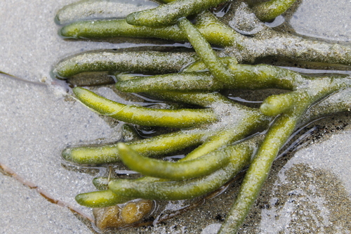 Codium fragile (Dead Man's Fingers) (alternate view 3)