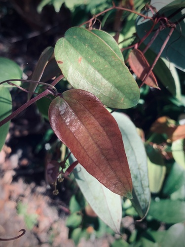 Smilax glyciphylla (Sweet Sarsaparilla) (alternate view 4)