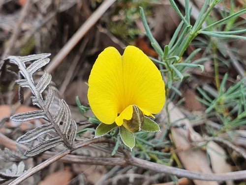 Gompholobium huegelii (Common Wedge-pea) (alternate view 5)