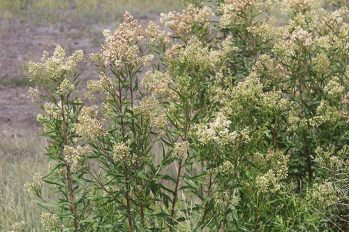 Baccharis salicifolia (mule fat)