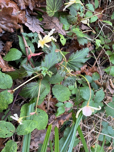 Begonia × tuberhybrida (Tuberous Begonia) (alternate view 2)