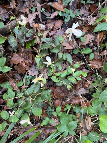 Begonia × tuberhybrida (Tuberous Begonia) (alternate view 3)