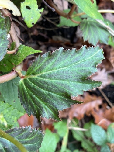 Begonia × tuberhybrida (Tuberous Begonia) (alternate view 4)