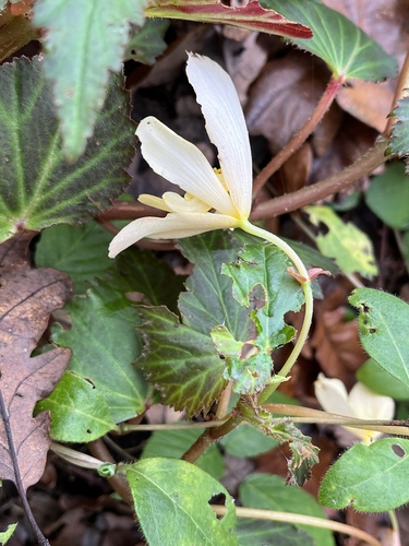 Begonia × tuberhybrida (Tuberous Begonia) (alternate view 5)