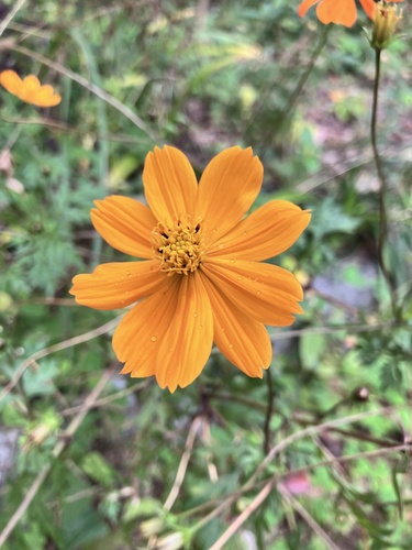 Cosmos sulphureus (Yellow Cosmos) (alternate view 5)