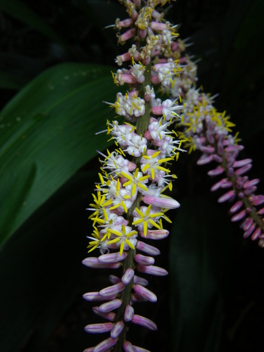 Cordyline petiolaris (Broad leaved Palm Lily) (alternate view 3)