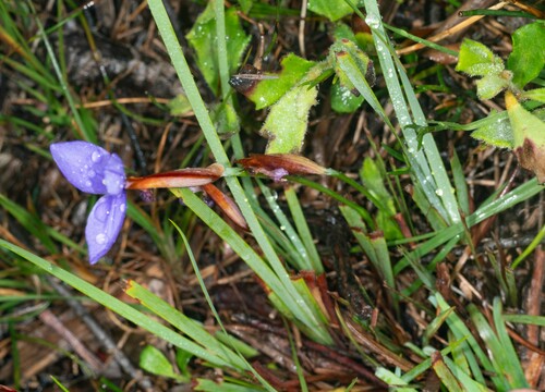 Patersonia fragilis (Short Purple-flag) (alternate view 6)