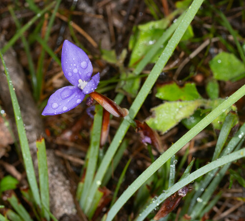 Patersonia fragilis (Short Purple-flag) (alternate view 7)