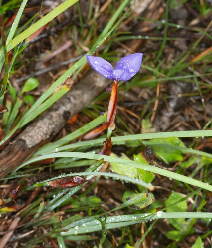 Patersonia fragilis (Short Purple-flag) (alternate view 8)