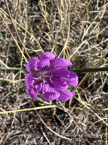 Lygodesmia texana (Texas Skeleton Plant) (alternate view 4)