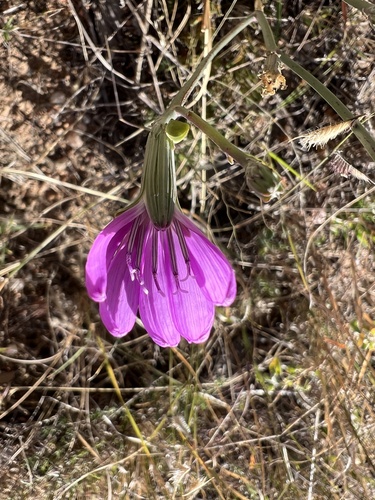 Lygodesmia texana (Texas Skeleton Plant) (alternate view 5)