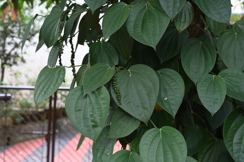 Piper nigrum (Black Pepper Plant)